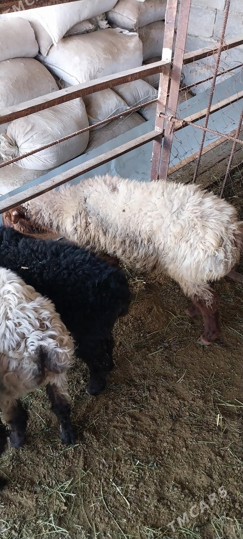 Tokli - Бузмеин - img 4