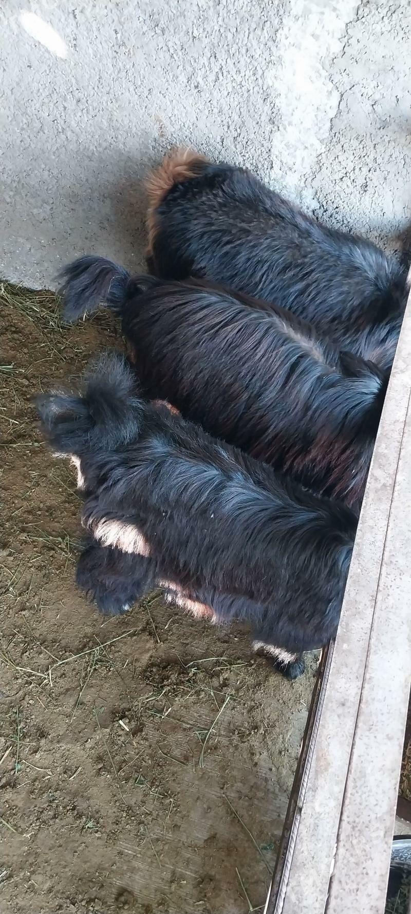 Tokli - Бузмеин - img 3