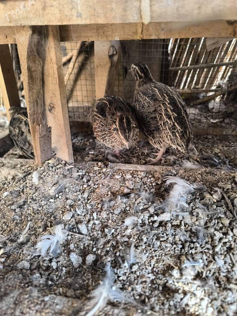 Bedene gushy - Kerki - img 2