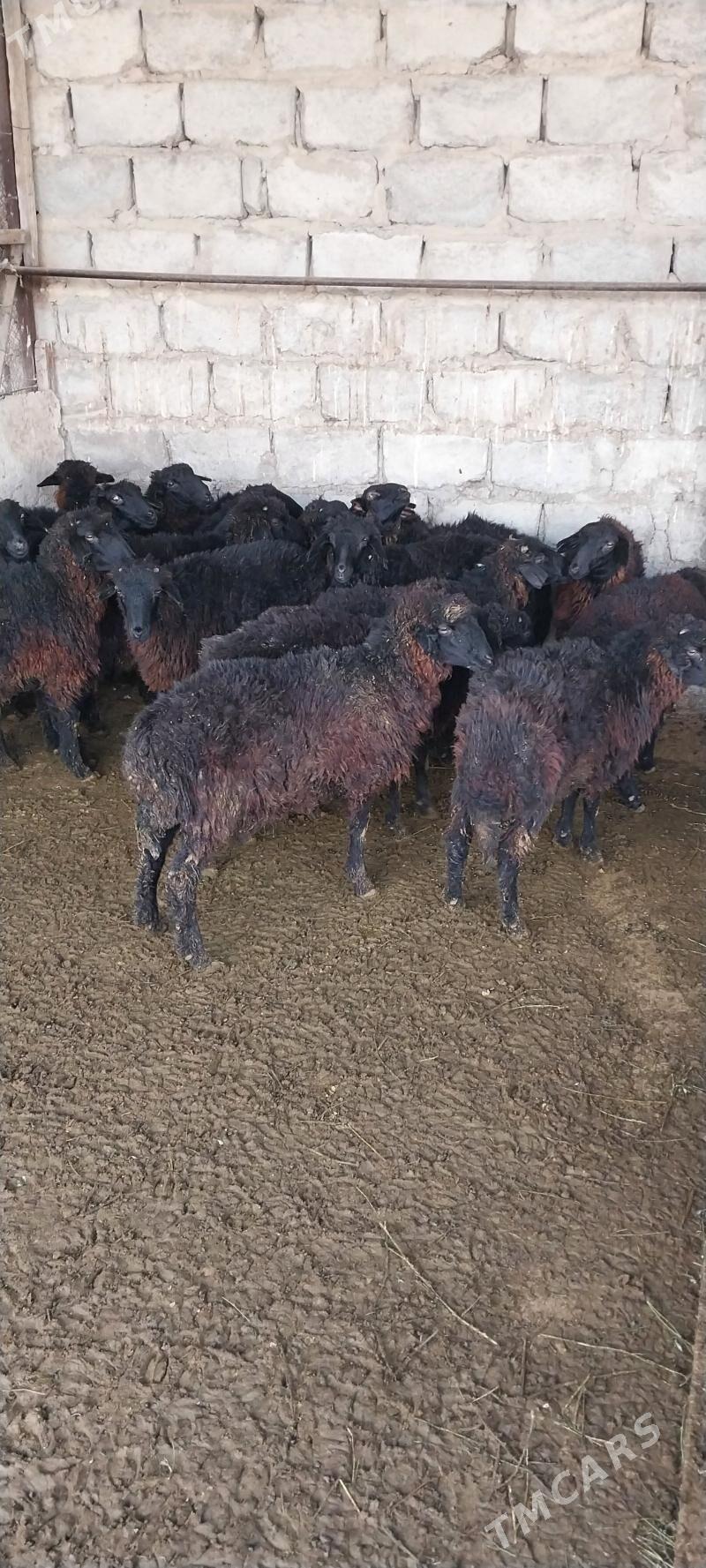 Tokli - Бузмеин - img 2