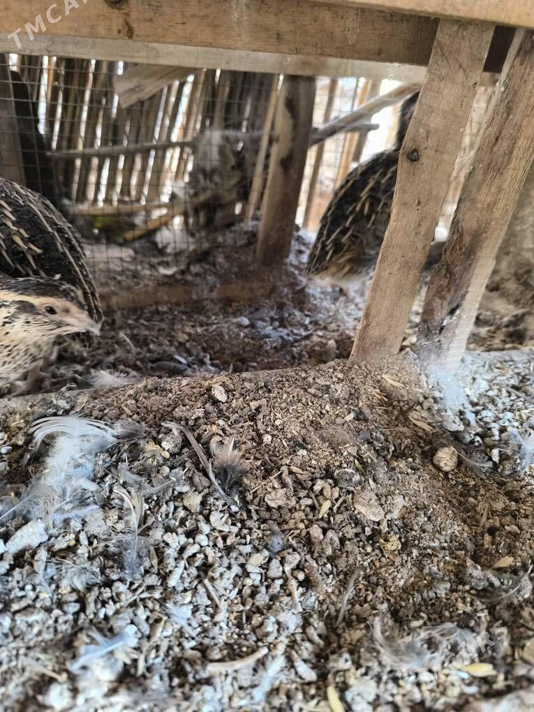 Bedene gushy - Kerki - img 3