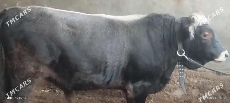 öküz - Ашхабад - img 2