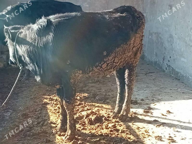 Corny pyostr - Dänew - img 5