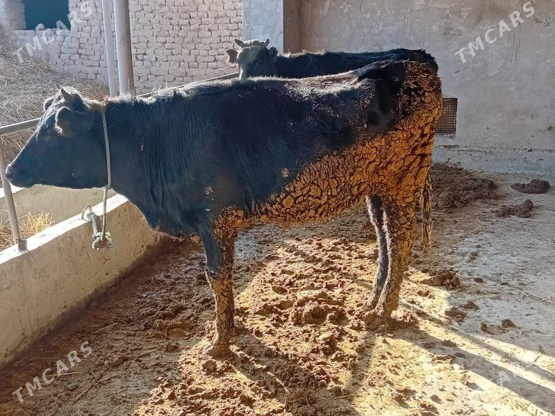 Corny pyostr - Dänew - img 3