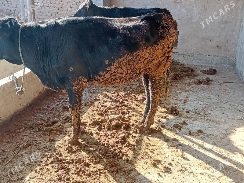 Corny pyostr - Dänew - img 4