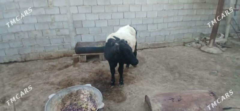 gole okuz - Бузмеин - img 3