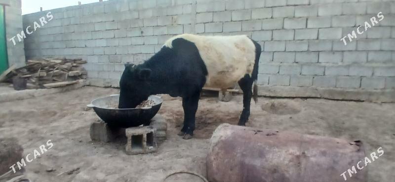 gole okuz - Бузмеин - img 2