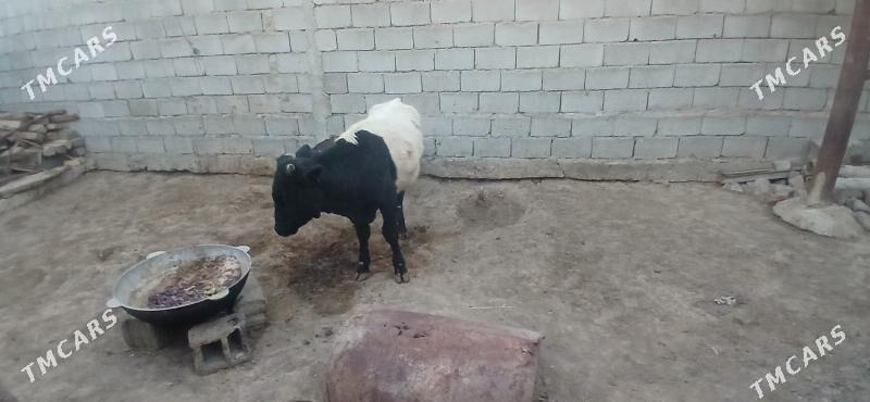 gole okuz - Бузмеин - img 4