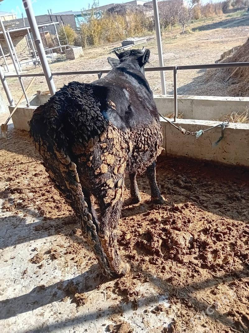 Corny pyostr - Dänew - img 2