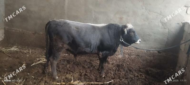 öküz - Ашхабад - img 4