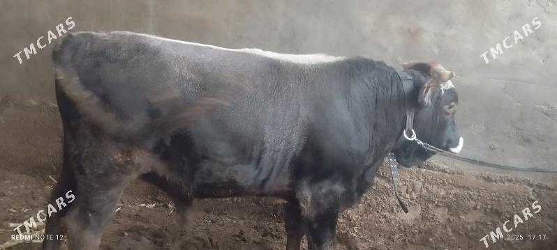 öküz - Ашхабад - img 3