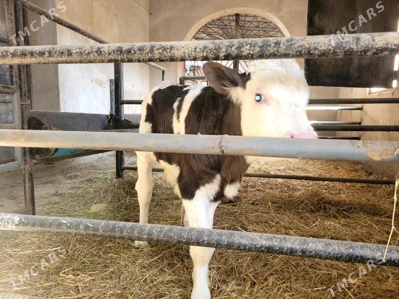 Saglyk sygyr - Саят - img 2