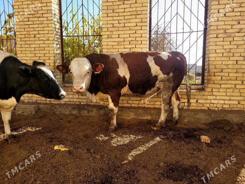 Saglyk sygyr - Саят - img 3