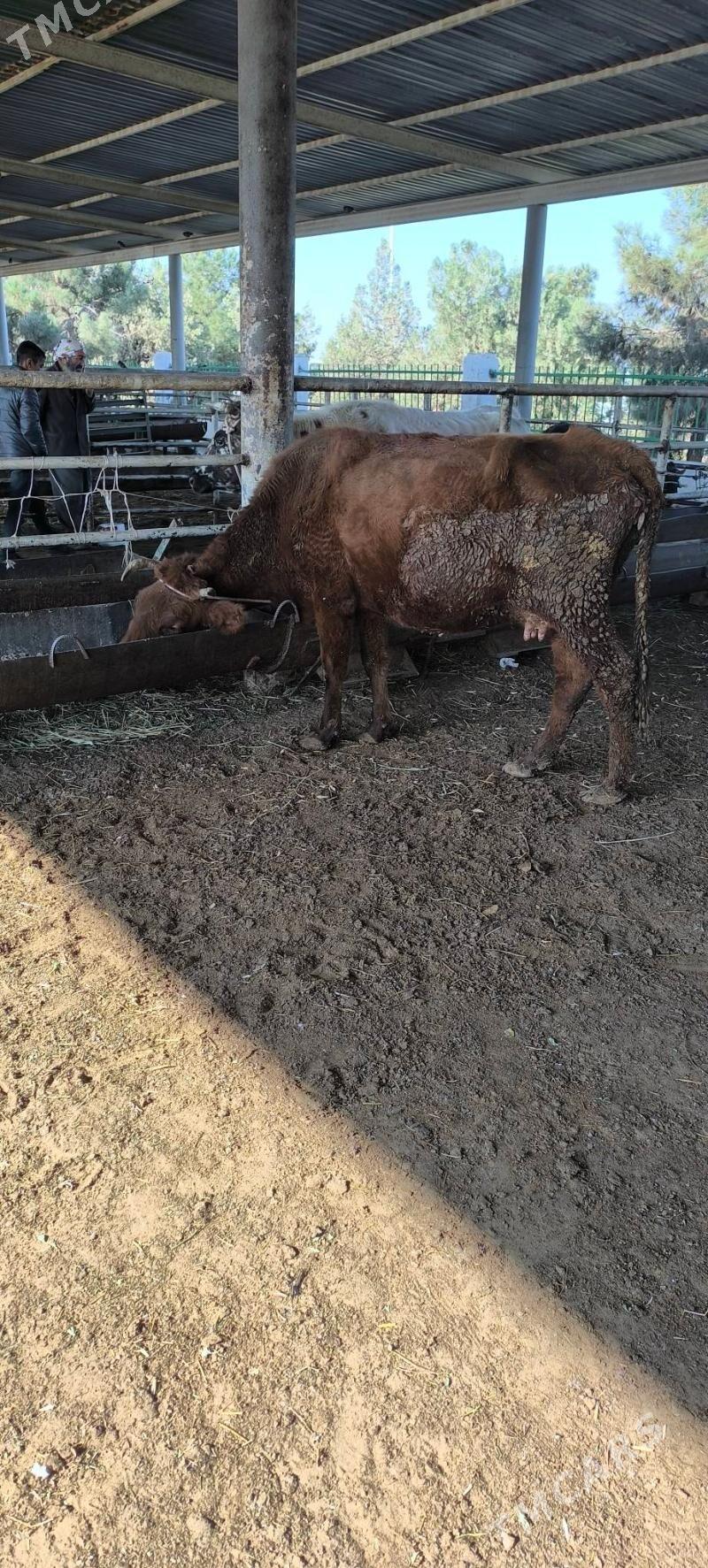 Bakmaly sygyr - "Алтын Асыр" Гундогар базары ( Толкучка) - img 2