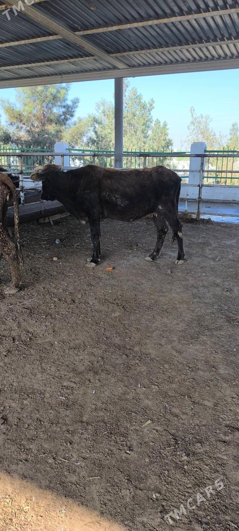 Bakmaly sygyr - "Алтын Асыр" Гундогар базары ( Толкучка) - img 1