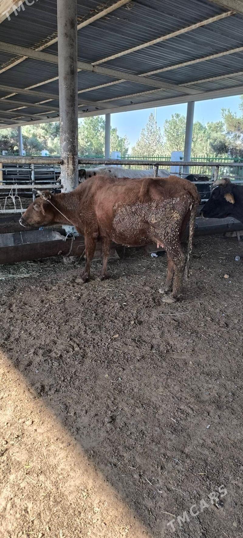 Bakmaly sygyr - "Алтын Асыр" Гундогар базары ( Толкучка) - img 8