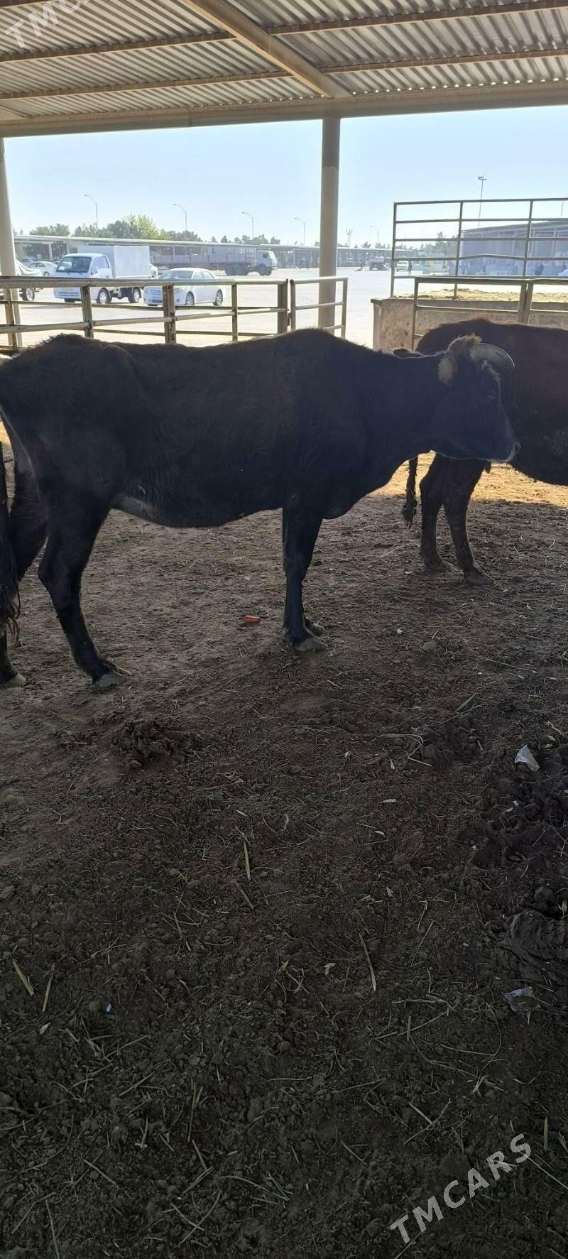 Bakmaly sygyr - "Алтын Асыр" Гундогар базары ( Толкучка) - img 6