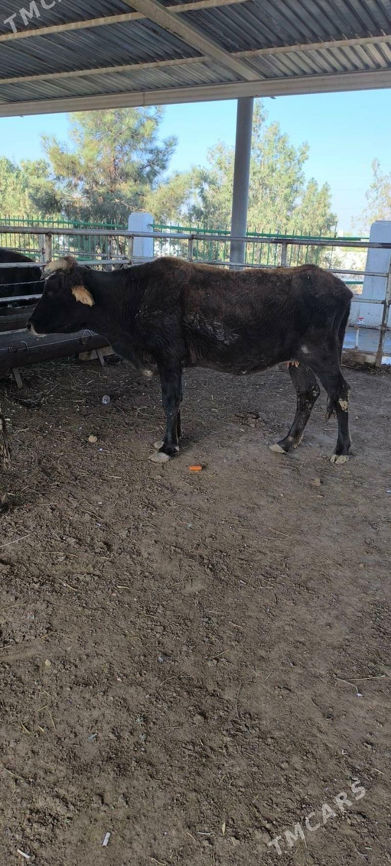 Bakmaly sygyr - "Алтын Асыр" Гундогар базары ( Толкучка) - img 4