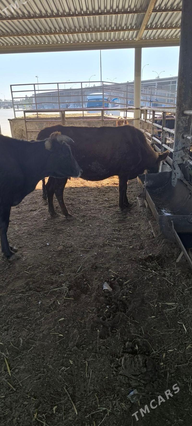 Bakmaly sygyr - "Алтын Асыр" Гундогар базары ( Толкучка) - img 9