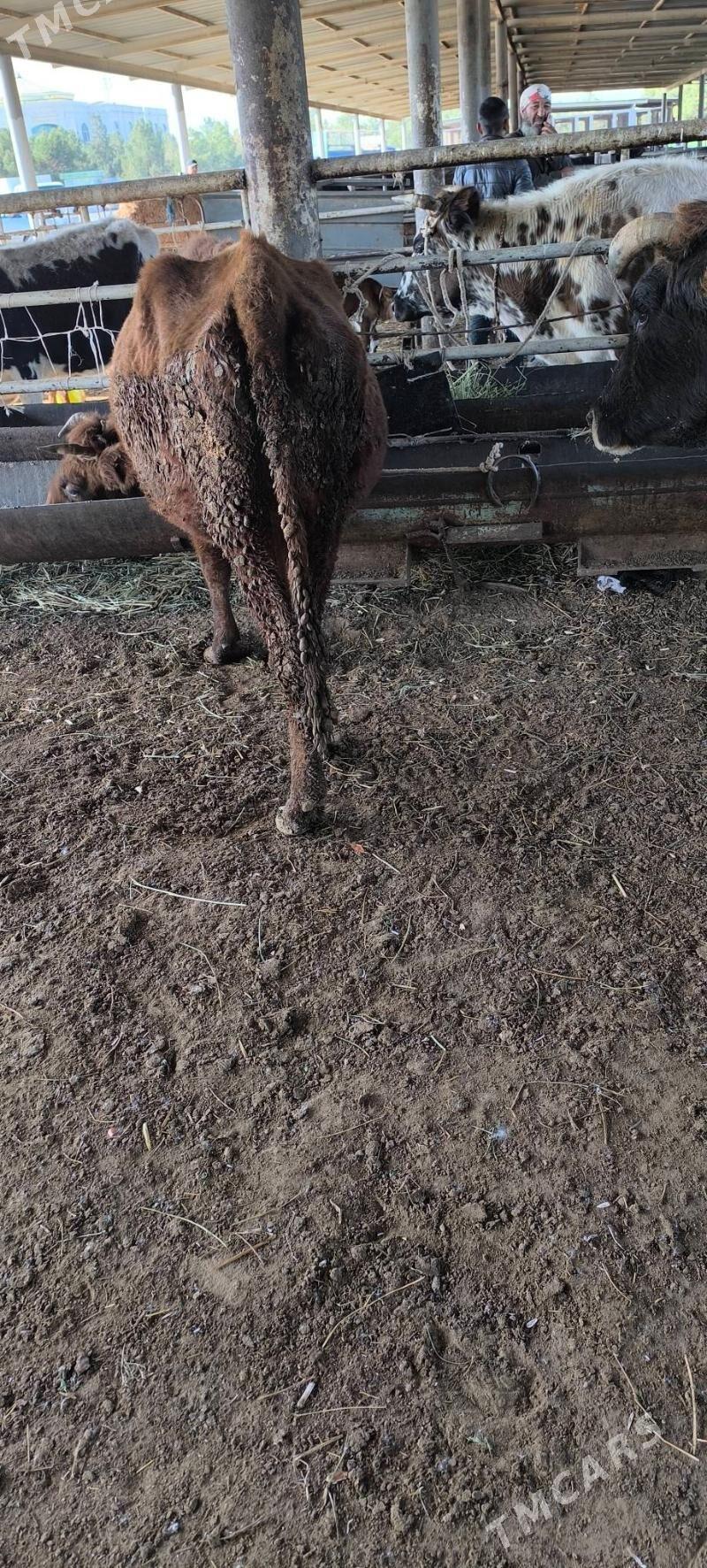 Bakmaly sygyr - "Алтын Асыр" Гундогар базары ( Толкучка) - img 5