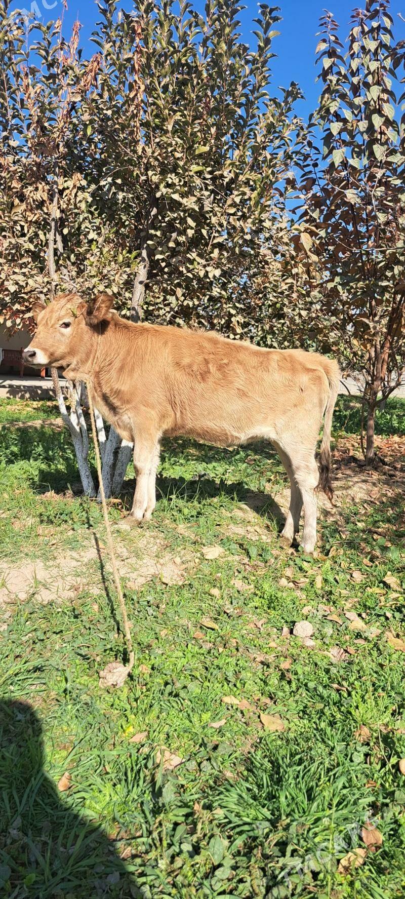 tuwe - Bagyr - img 2