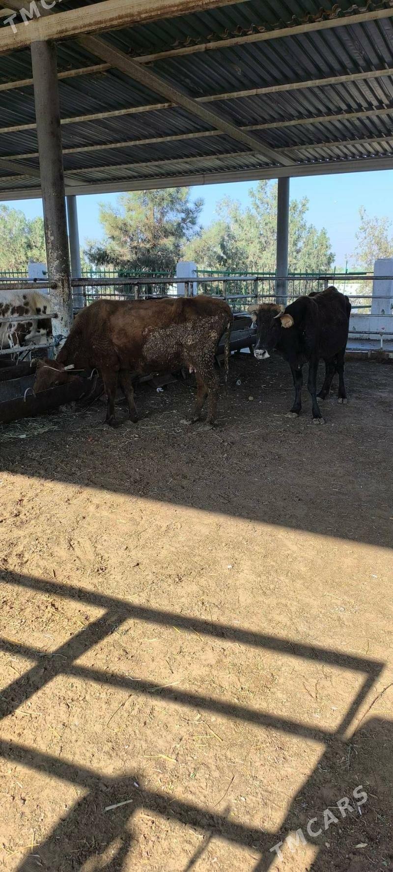 Bakmaly sygyr - "Алтын Асыр" Гундогар базары ( Толкучка) - img 3