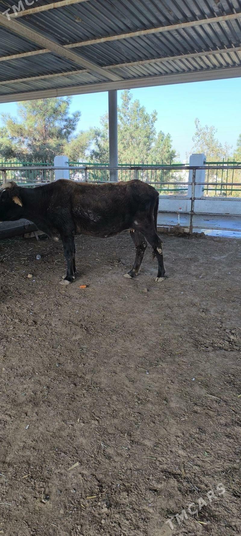 Bakmaly sygyr - "Алтын Асыр" Гундогар базары ( Толкучка) - img 7