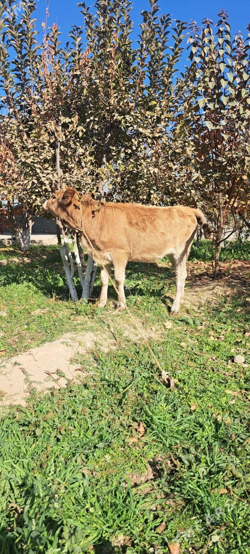 tuwe - Bagyr - img 3