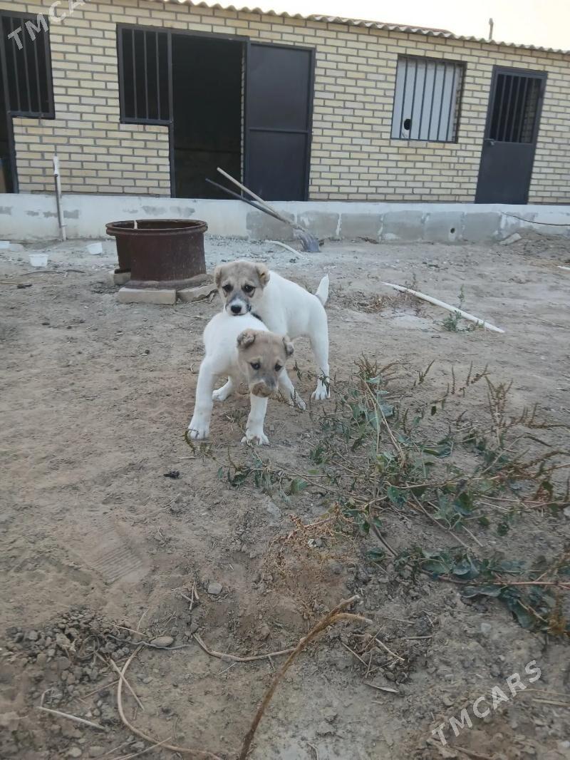 alabay - Балканабат - img 2