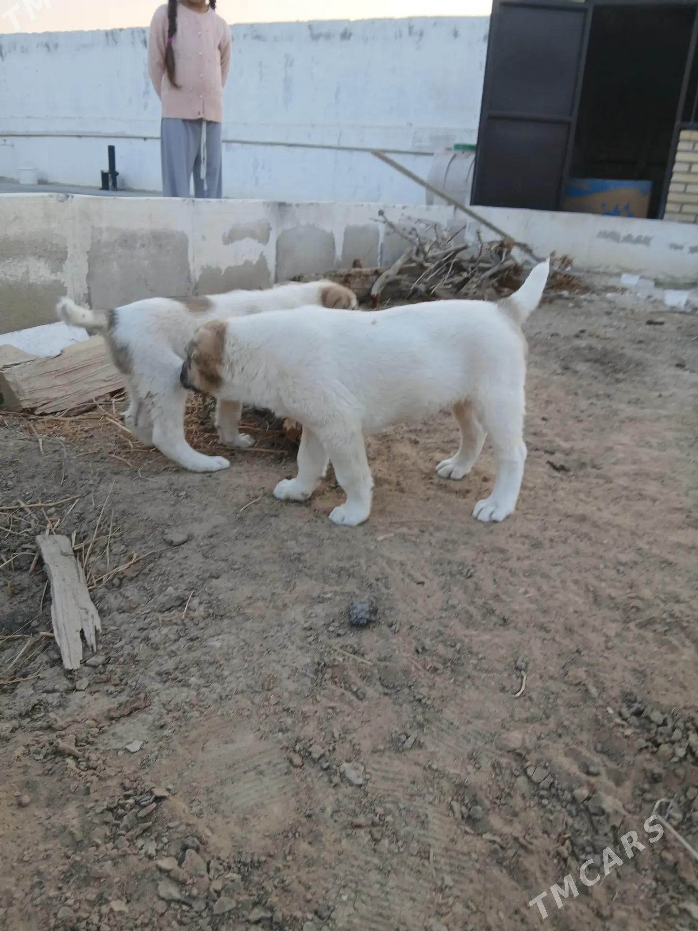 alabay - Балканабат - img 1