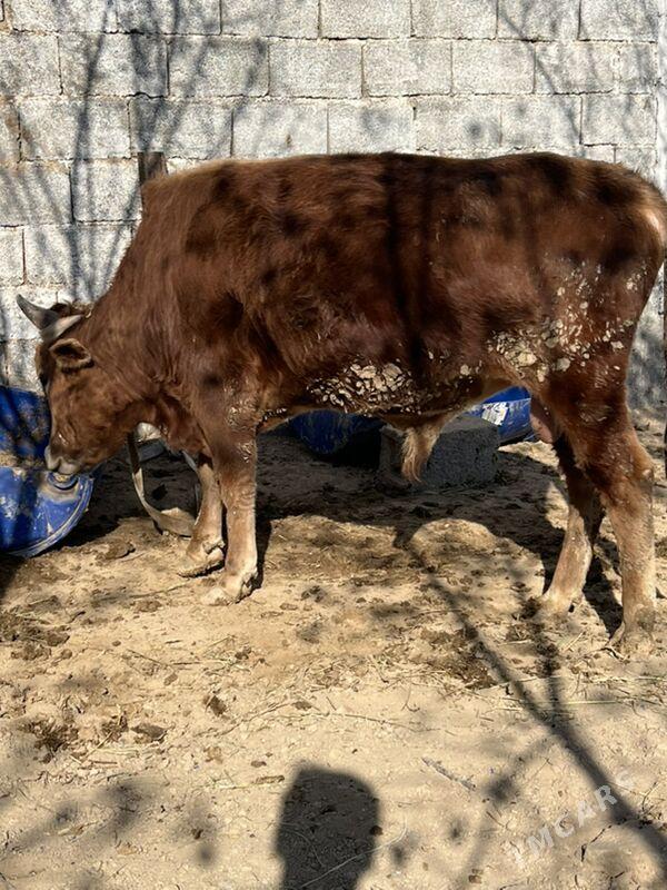 okuz - Ашхабад - img 2