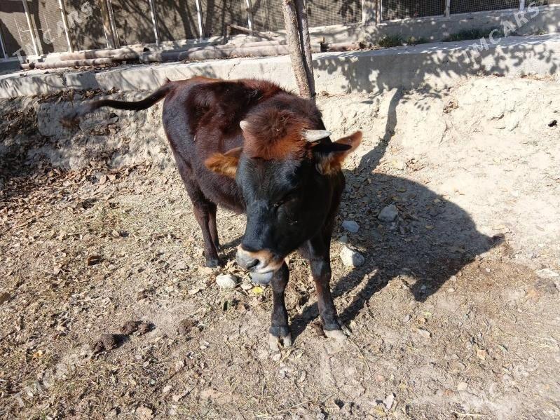 tüwe - Гёкдепе - img 3