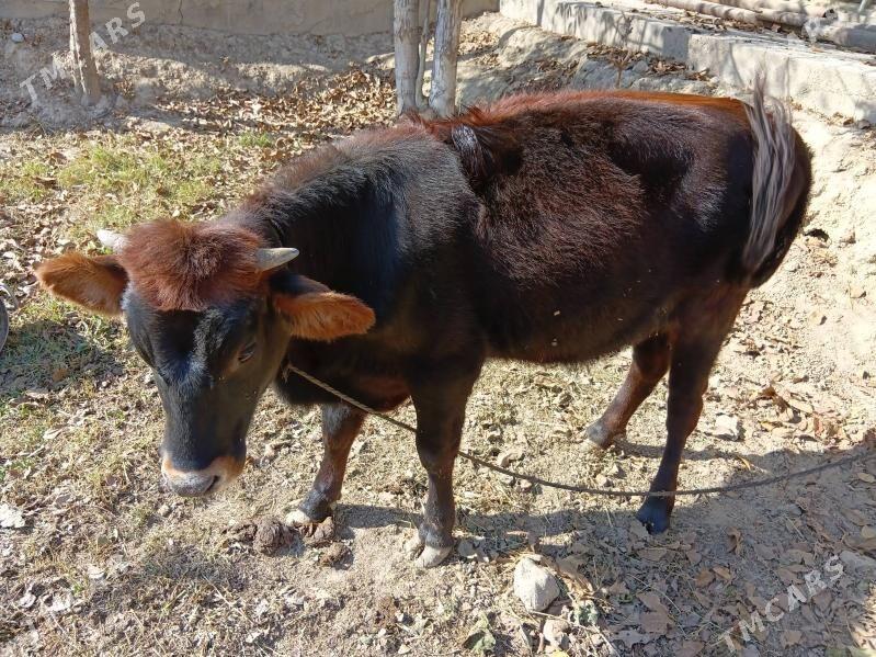 tüwe - Гёкдепе - img 2