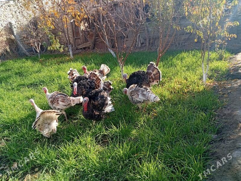 индюк - Чарджоу - img 2