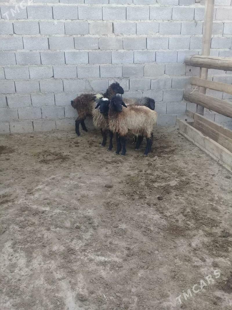 Tokly bakylan - Bäherden - img 2