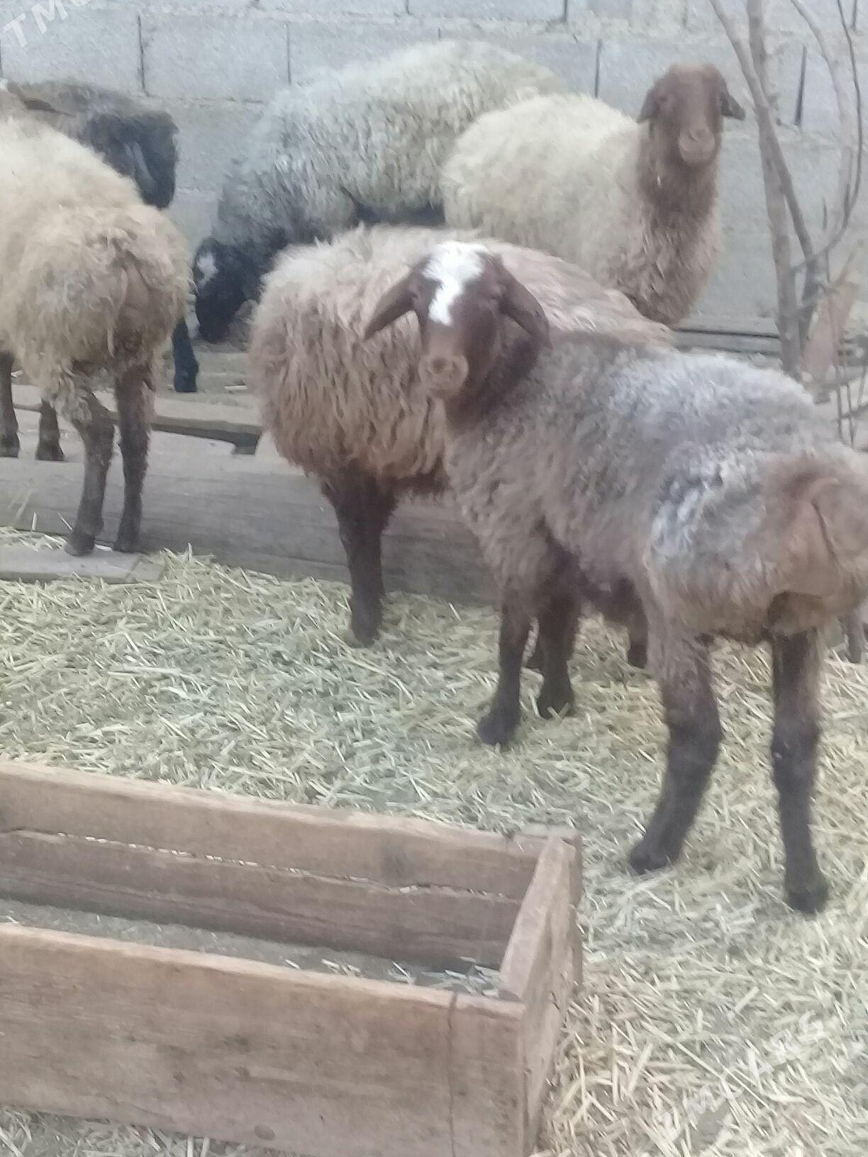 Tokly bakylan - Bäherden - img 4