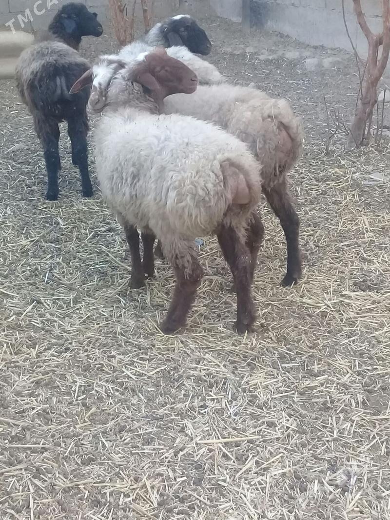 Tokly bakylan - Bäherden - img 3