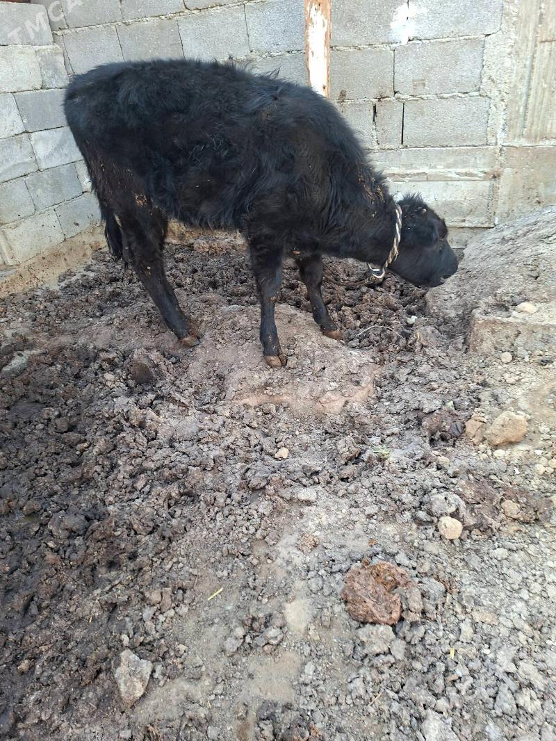 tuwe - Aşgabat - img 4