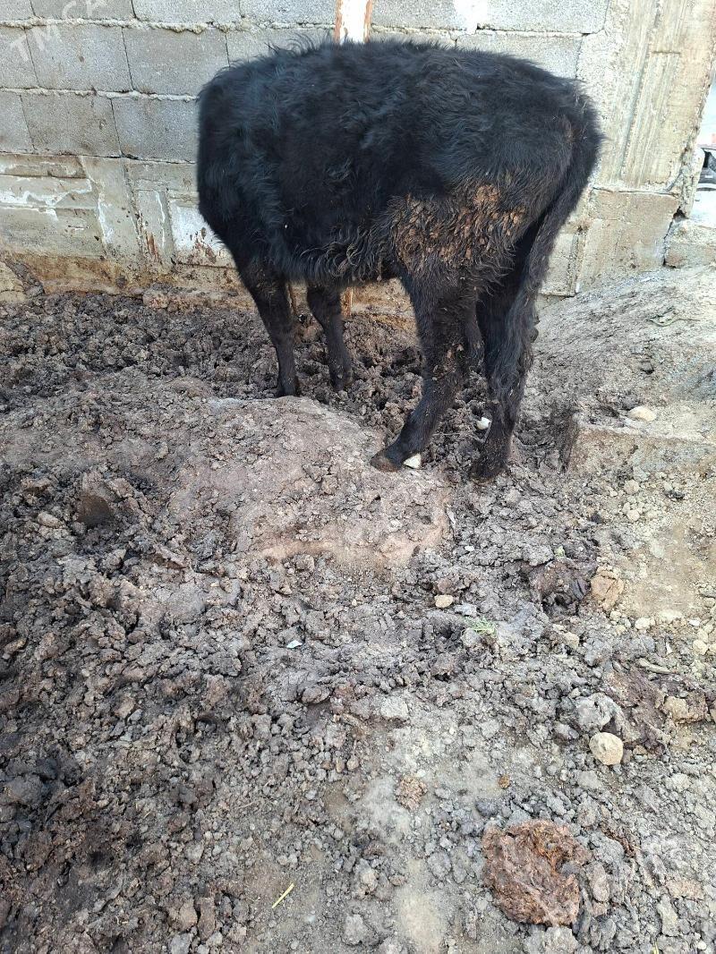 tuwe - Aşgabat - img 3