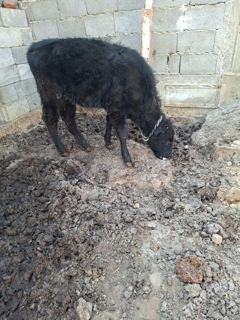 tuwe - Aşgabat - img 2