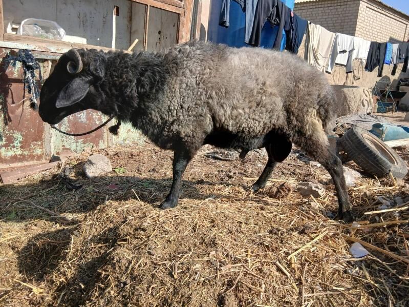 gocy goyun - Бузмеин - img 1