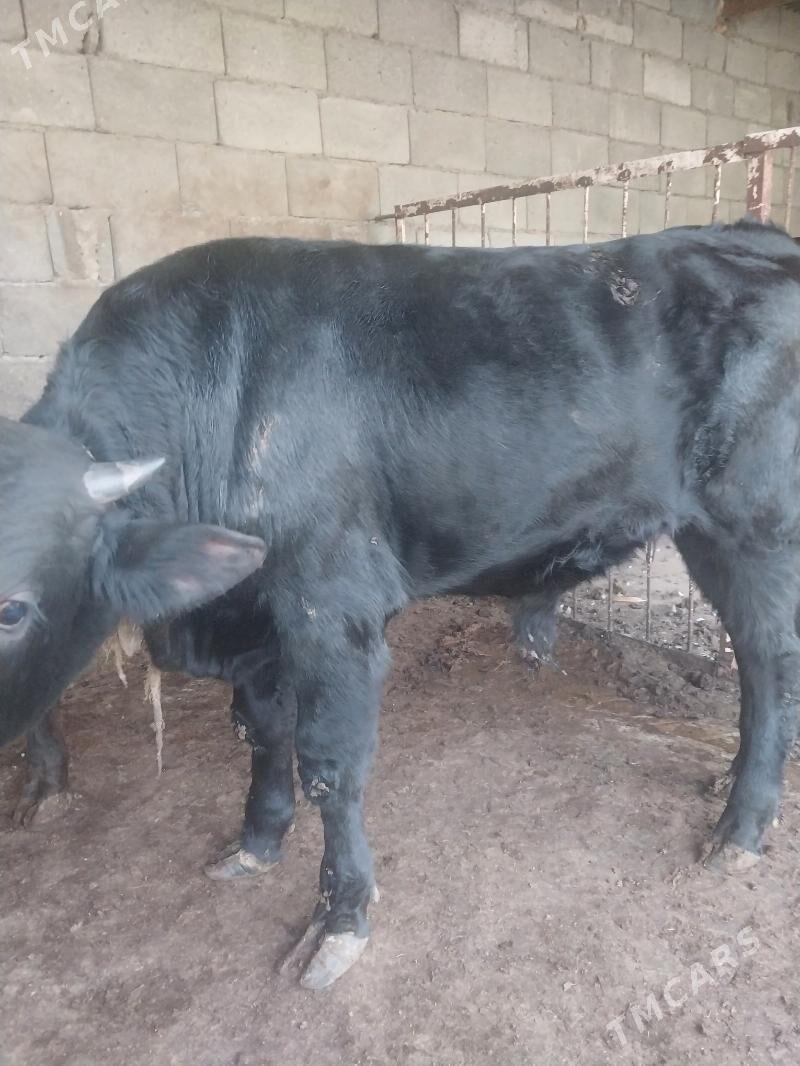 okuz - Шор дача - img 6