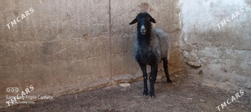 goyun - Aşgabat - img 2