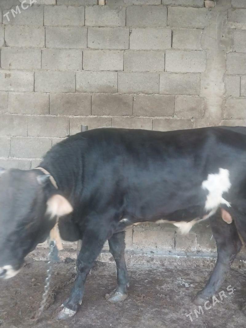 okuz - Шор дача - img 5