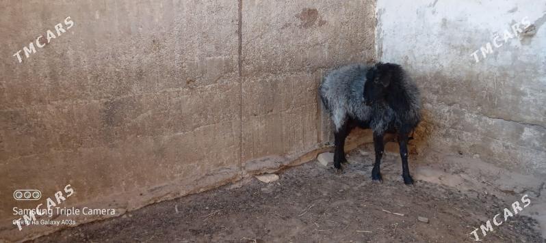 goyun - Aşgabat - img 3