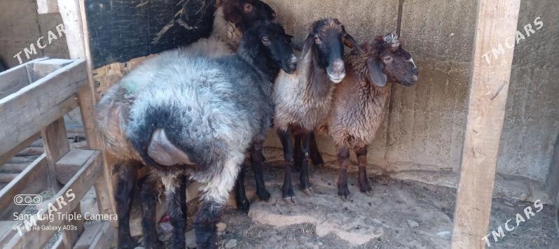 goyun - Aşgabat - img 4