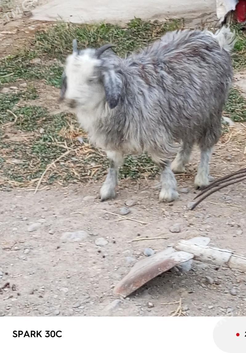 çewiş - Ак-Бугдайский этрап - img 3