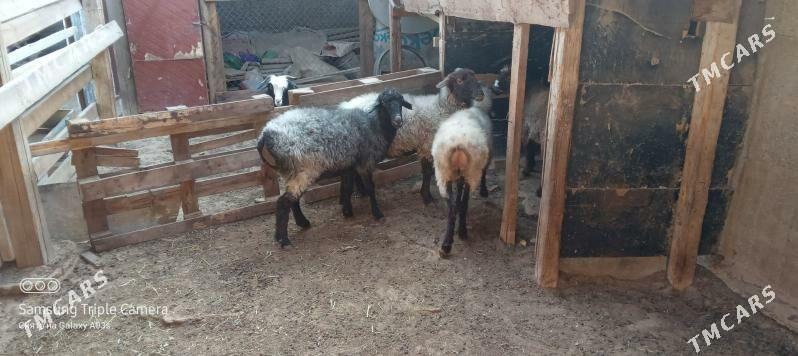 goyun - Aşgabat - img 5