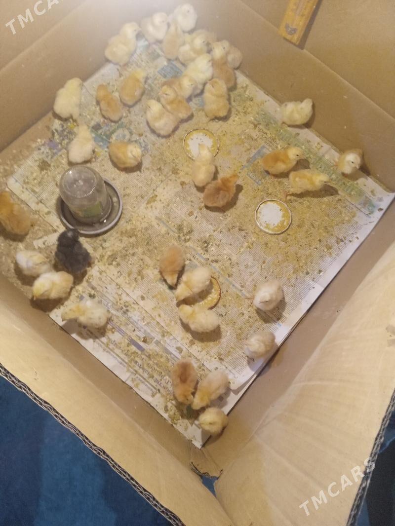 juje - Gyzylarbat - img 3