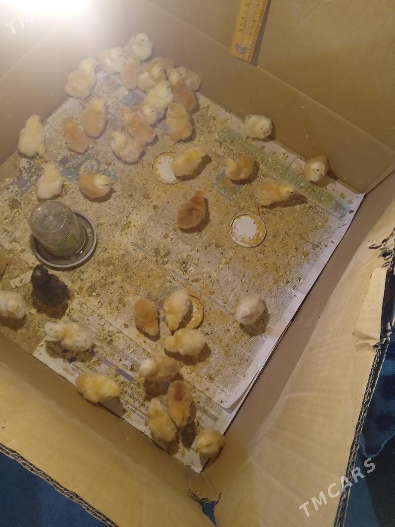 juje - Gyzylarbat - img 2